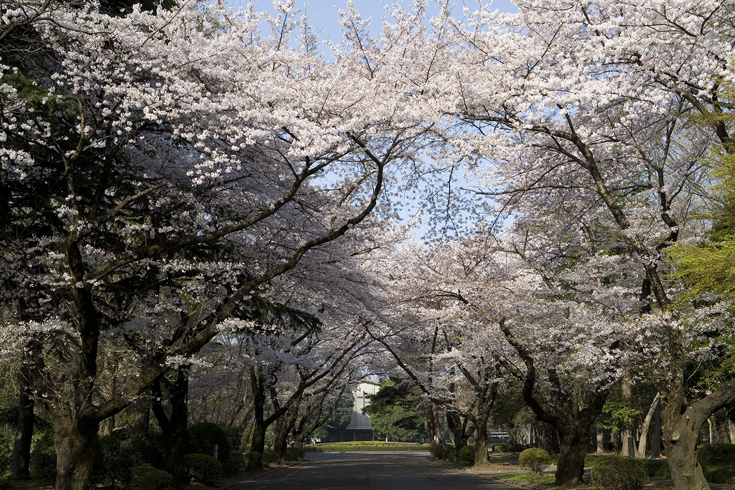 大学正門から大学礼拝堂までつづく、桜並木