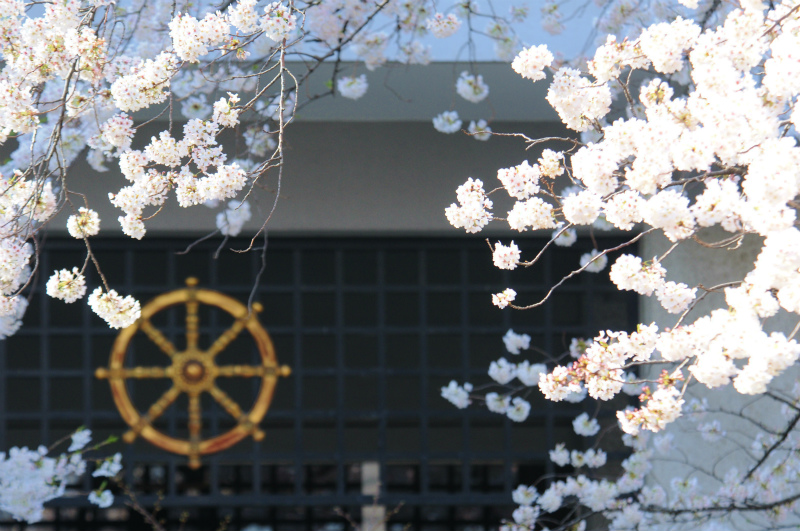 駒沢キャンパス　禅研究館前「春」
