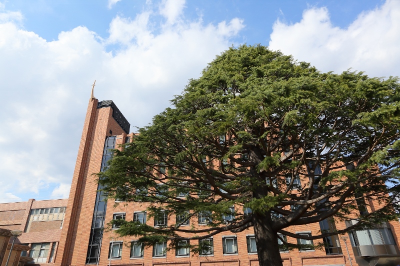 本館前の中庭の大きなヒマラヤスギはキャンパスのシンボル