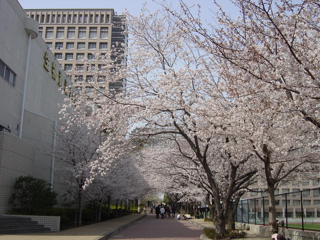 本館桜風景