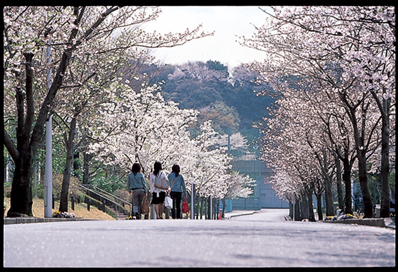 横浜・金沢文庫キャンパスの桜並木