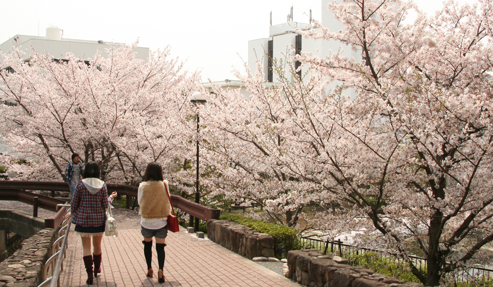 花岡キャンパス＿ふれあい池の桜
