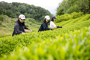 産学連携　荒廃した茶畑の再生活動