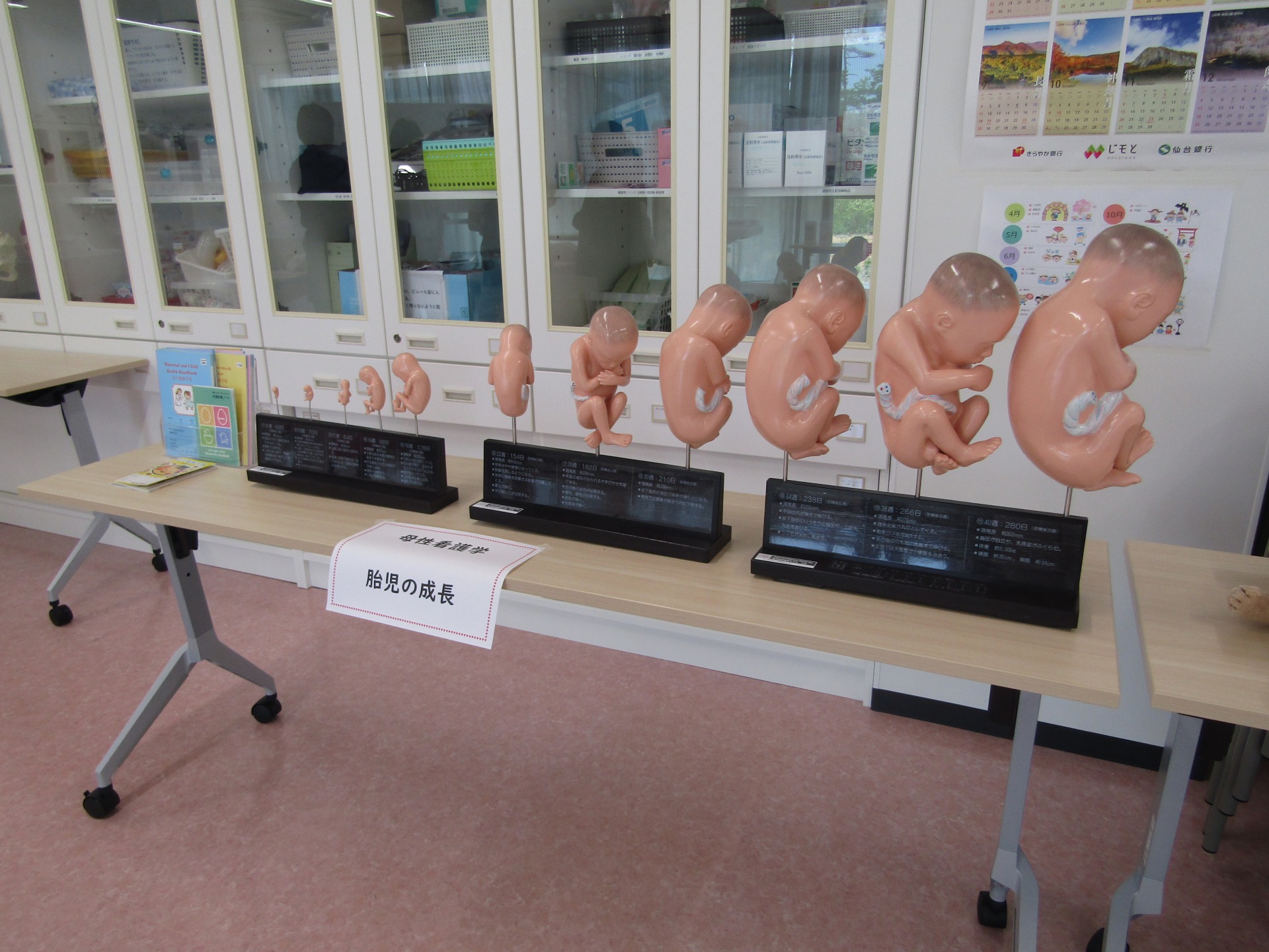 OC胎児模型